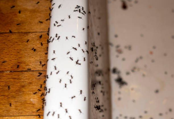 Best Spider Control Near Me  in Kayak Point, WA