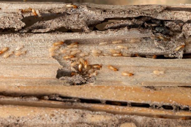 Best Affordable Pest Control Services  in Kayak Point, WA