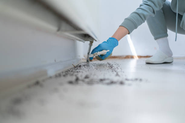 Best Termite Control Services  in Kayak Point, WA